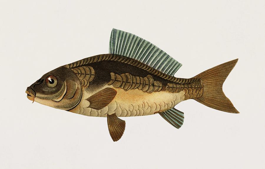 Vintage Illustration of Cyprinus Carpio Painting by Celestial Images