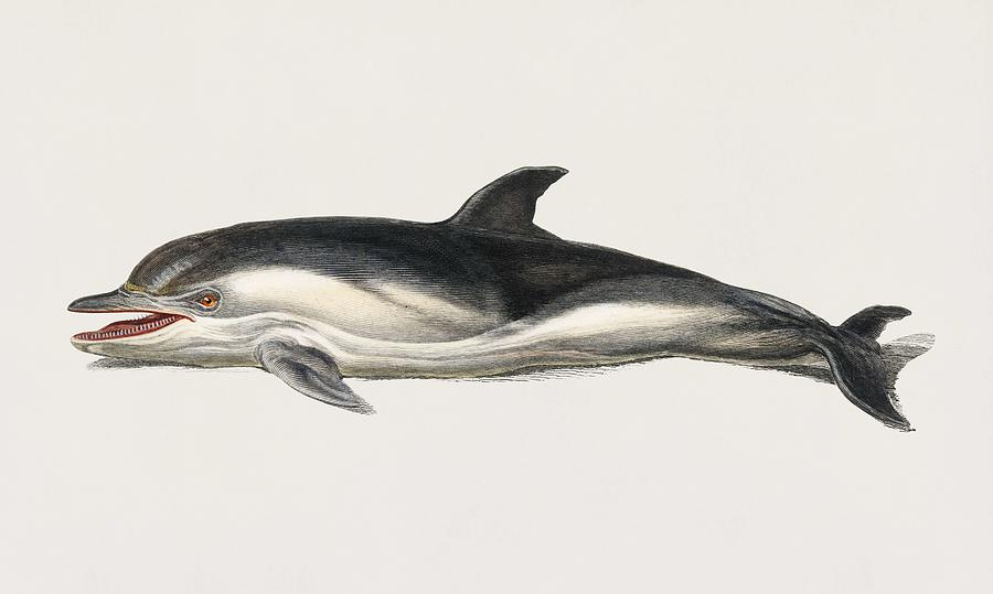 Vintage Illustration of Delphinus delphis Painting by Celestial Images