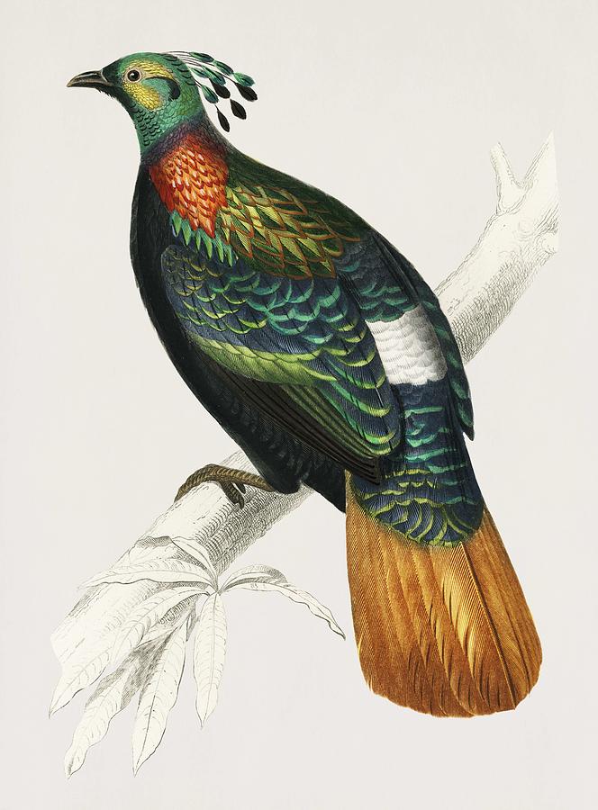 Vintage Illustration of Himalayan monal  Lophophorus refulgens  Painting by Celestial Images