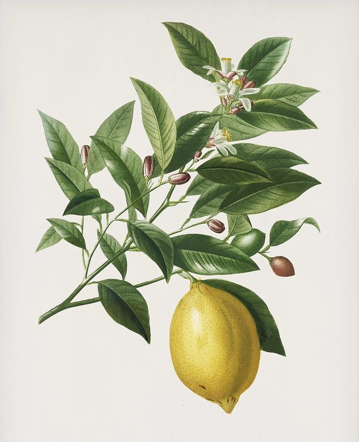 Vintage Illustration of Lemon  Citrus Limonium  Painting by Celestial Images