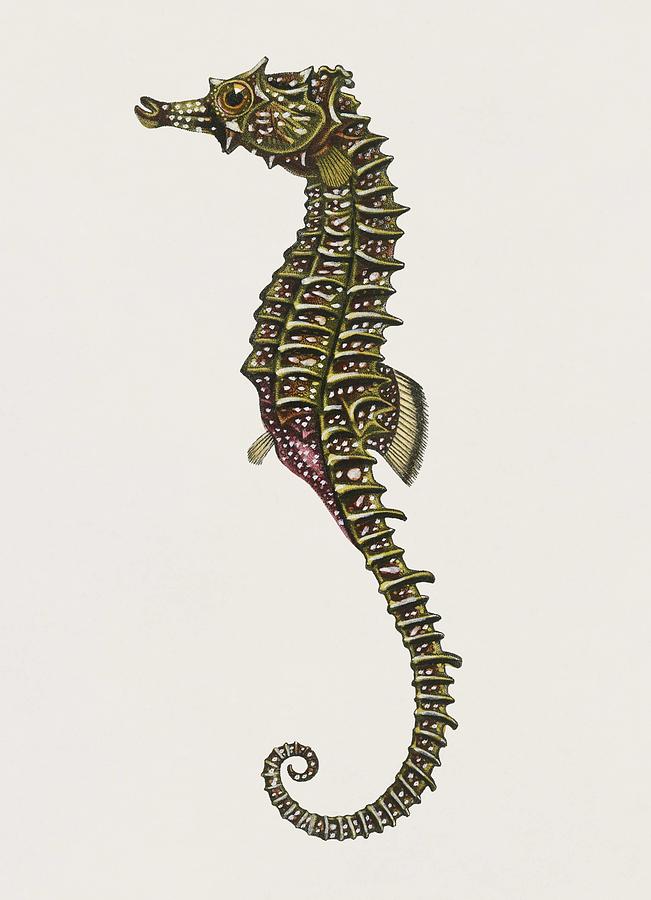 Vintage Illustration of Lined seahorse  Hippocampus Erectus  Painting by Celestial Images