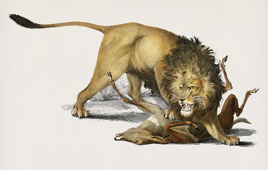 Vintage Illustration of Lion  Panthera Leo  Painting by Celestial Images