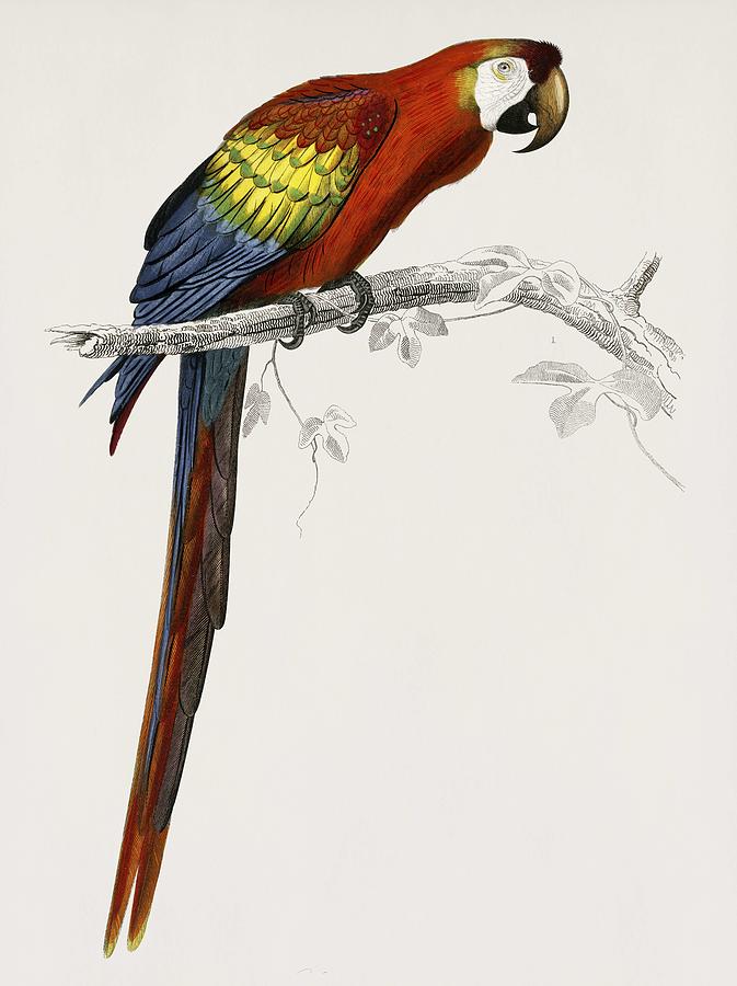 Vintage Illustration of Macaw  Ara canga  Painting by Celestial Images