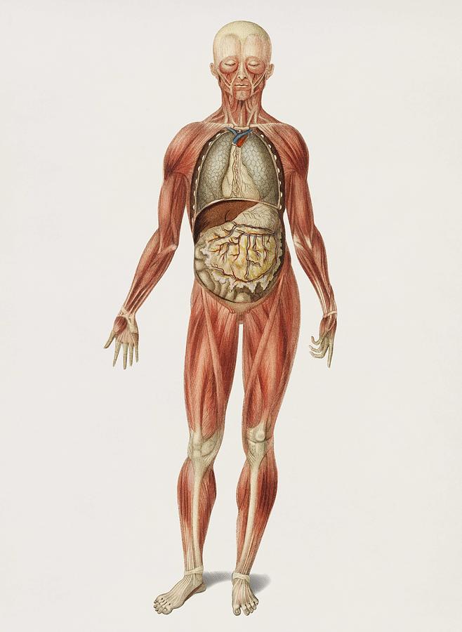 Vintage Illustration of Myology and disposition of the viscera Painting by Celestial Images