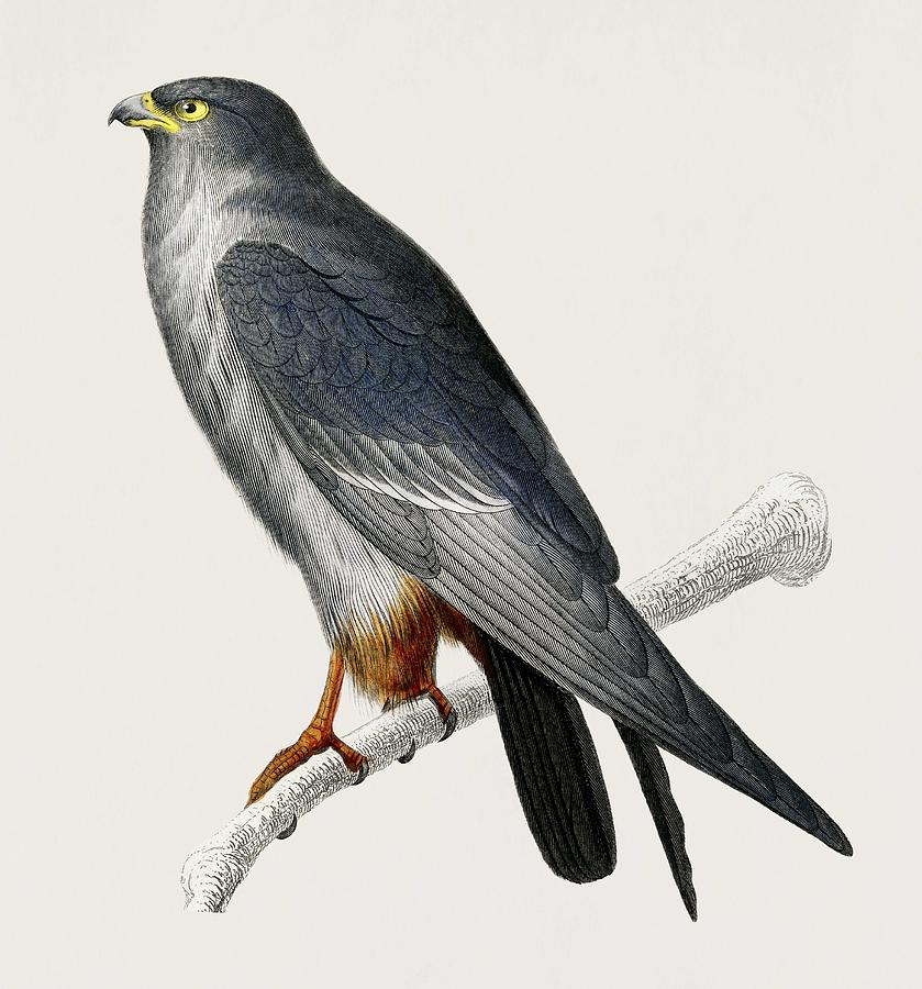 Vintage Illustration of Red footed Falcon  Falco rufipes  Painting by Celestial Images