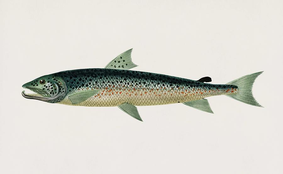 Vintage Illustration of Salmo Hamatus Painting by Celestial Images