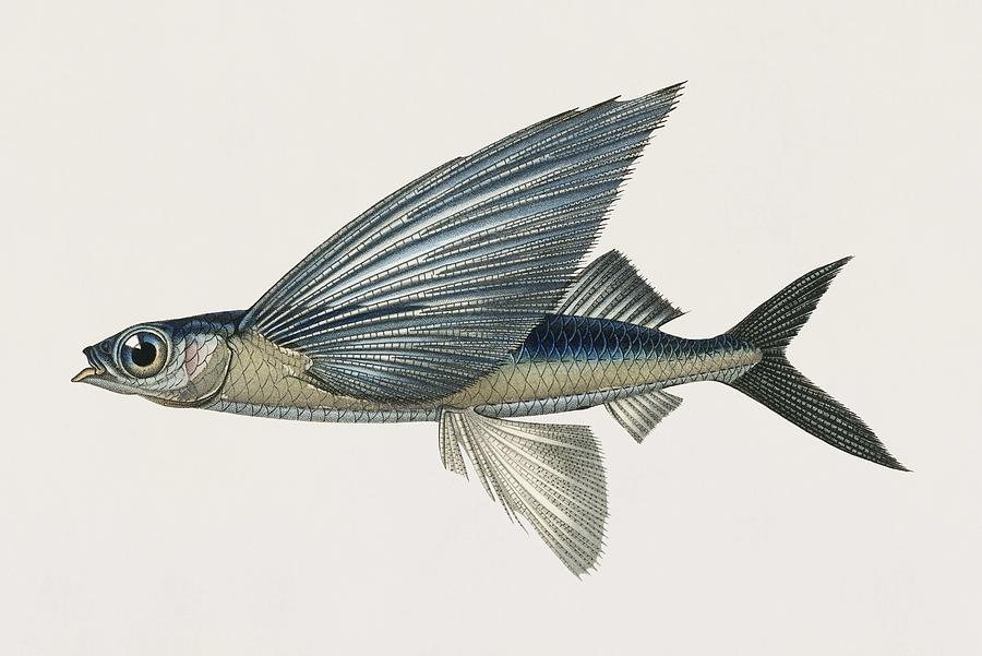 Vintage Illustration of Stropical two wing flying fish Exocoetus Volitan  Painting by Celestial Images - Fine Art America