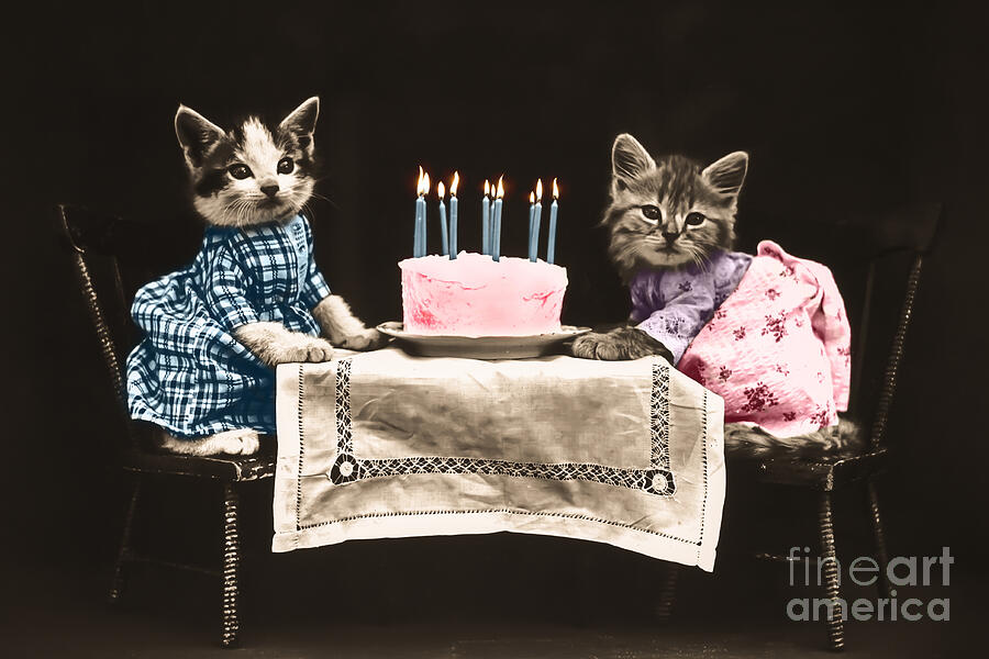 Cat Photograph - Vintage kittens birthday by Delphimages Photo Creations