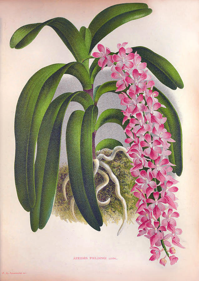 Vintage Lilac Orchid Aerides Fieldingi Lindenia Collection by Jean Jules Linden Vintage Lilac Orchid Aerides Fieldingi Lindenia Collection by Jean Jules Linden