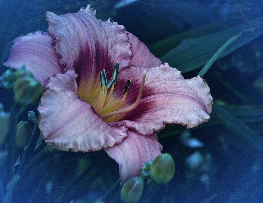 Vintage Lily 2019 Photograph by Richard Cummings