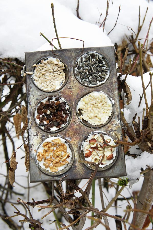 Vintage Muffin Tin Filled With Various Nuts, Sunflower Seeds And Raisins As A Bird-feeding Station Photograph by Martina Schindler