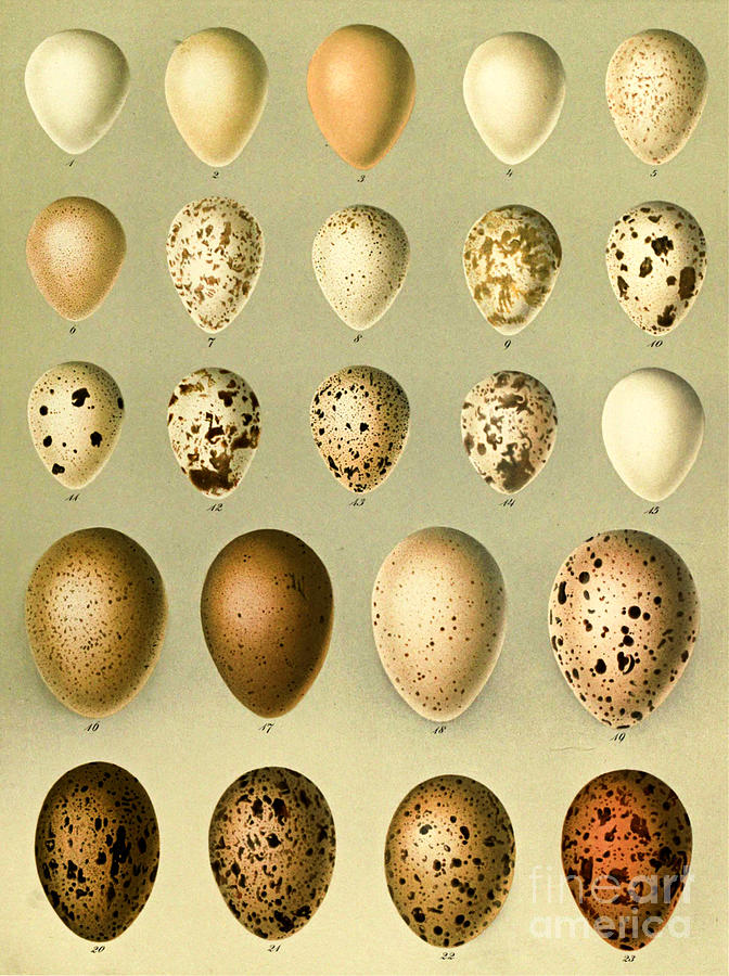 Antique bird egg print Grey Shrike Egg Original Bird Chromolithograph Bird Eggs wall art 1892 Antique Bird Eggs Chromolithograph