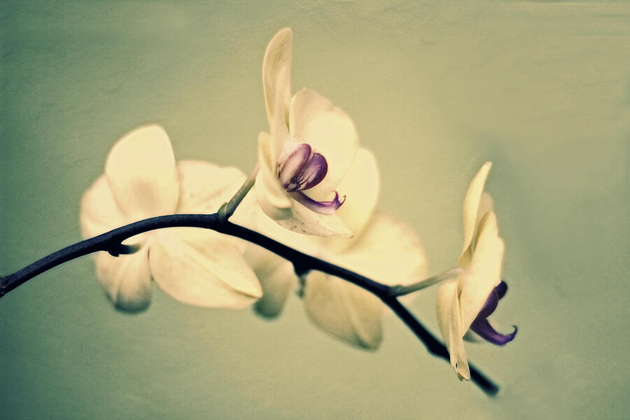 Vintage Orchid Photograph by Jessica Jenney