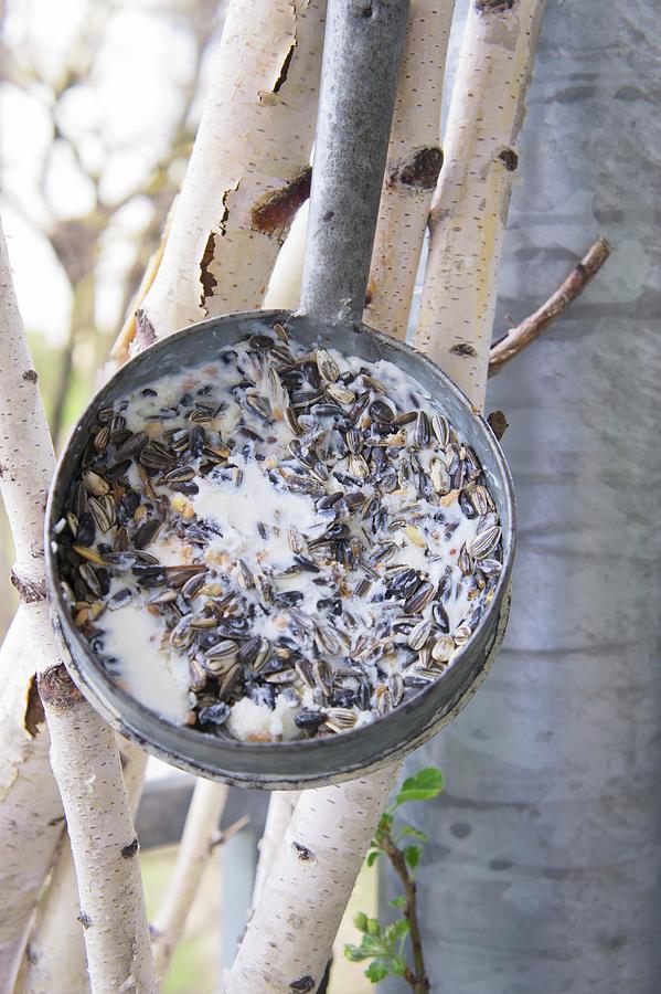 Vintage Pan Filled With Coconut Oil And Bird Food Hung From Slender Birch Trunks Photograph by Martina Schindler