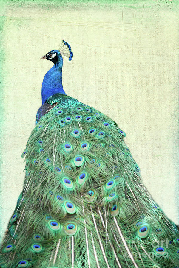 Vintage Peacock Photograph by Sabrina L Ryan
