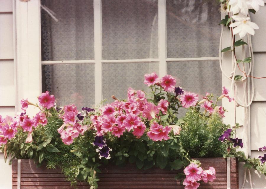Vintage Photo of Flowers and Garden 1970s - 1980s - 007 Painting by Celestial Images