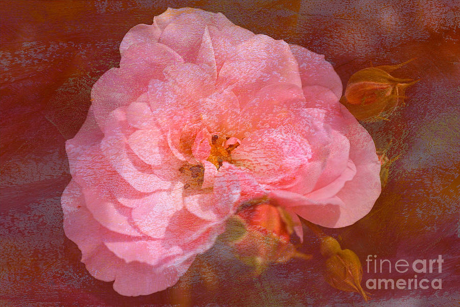 Vintage Pink And Textured Rose Photograph by Joy Watson