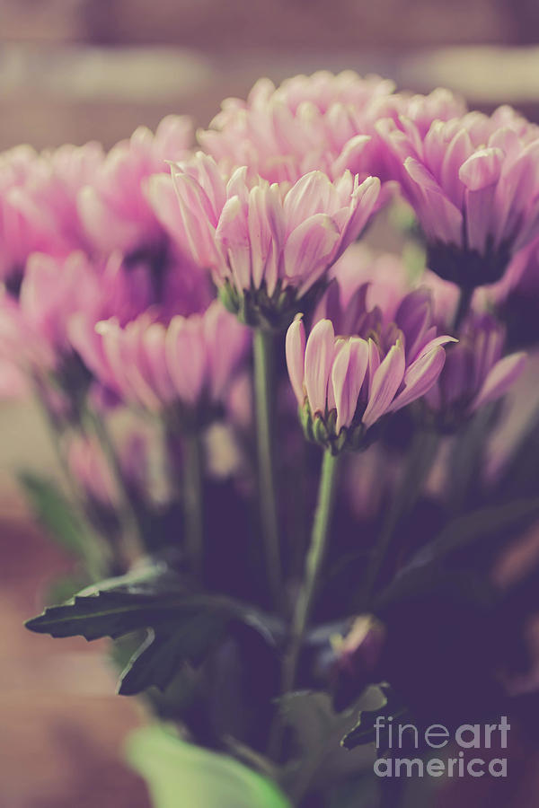 Vintage Pink Flowers Photograph by Edward Fielding