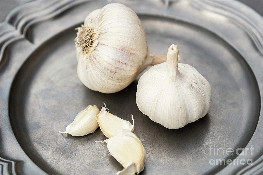 Vintage plate with garlic bulbs Photograph by Sophie McAulay
