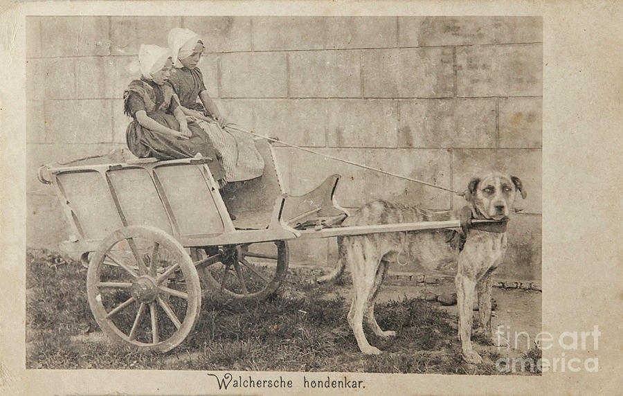 Vintage postcard with dog pulling children on cart Photograph by Patricia Hofmeester