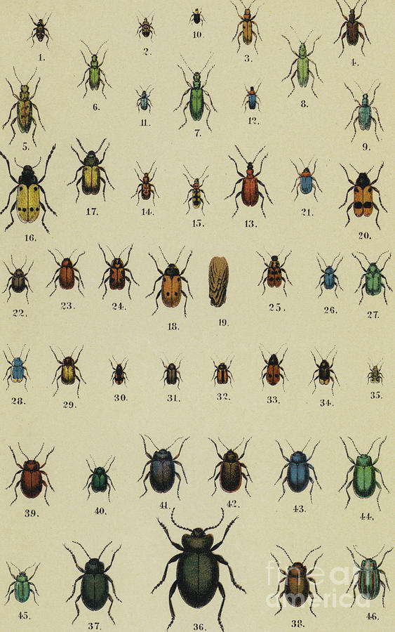 Vintage print of assorted Beetles Circa Nineteenth Century Drawing by German School