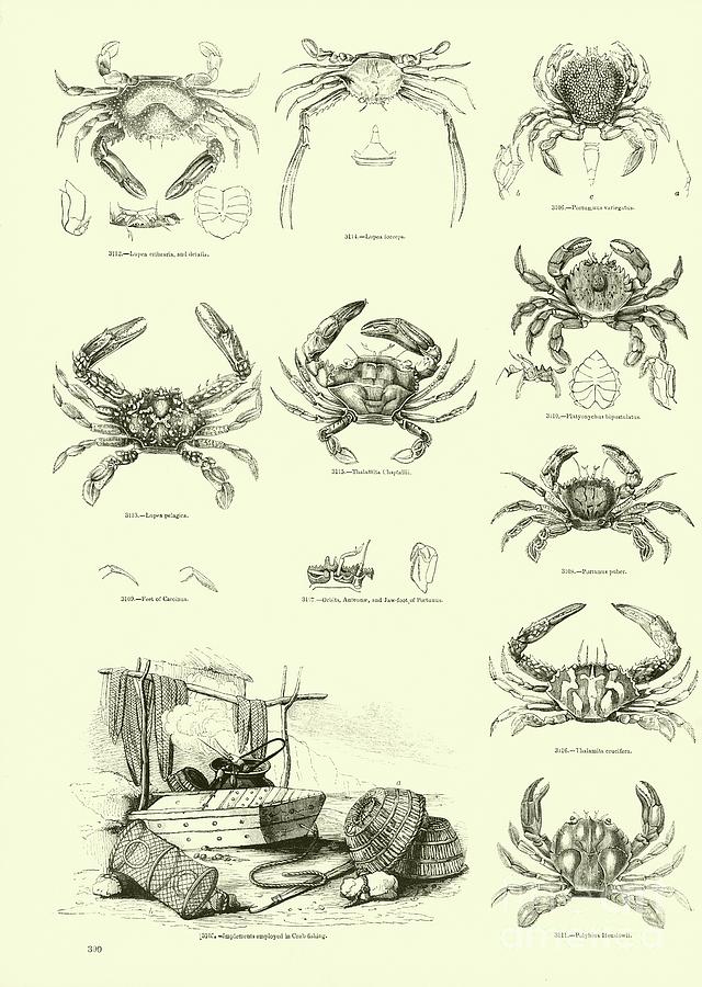 Vintage Print Of Crabs Drawing by English School