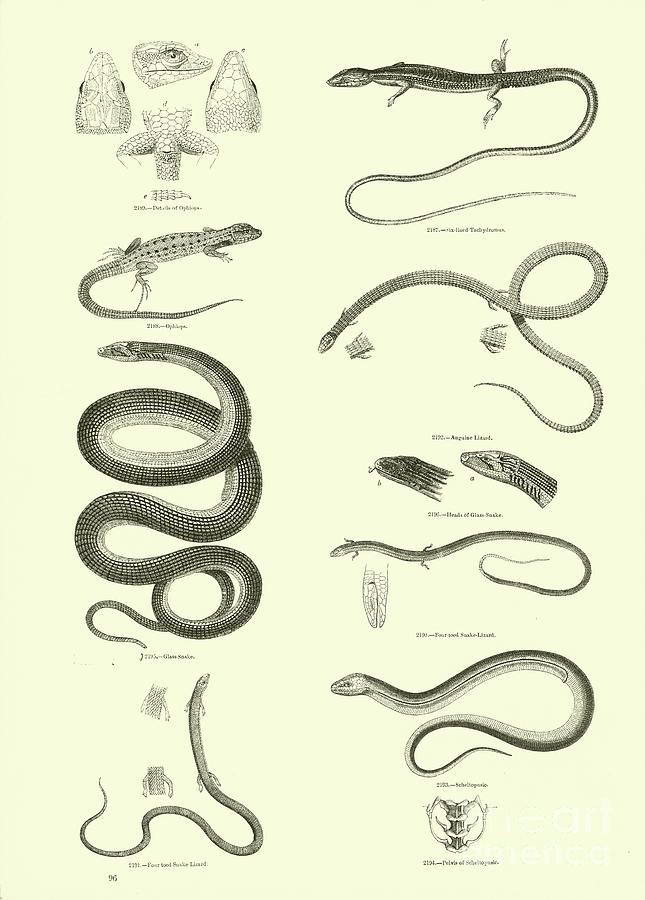 Vintage Print Of Reptiles Drawing by English School