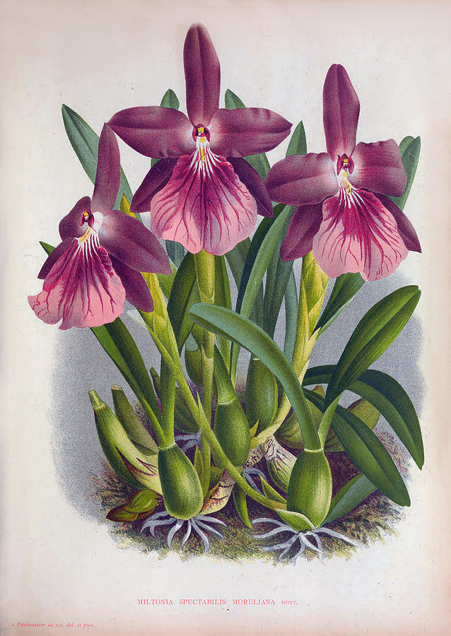 Vintage Purple Lady Orchids Miltonia Spectabilis Moreliana by Jean Jules Linden Vintage Purple Lady Orchids Miltonia Spectabilis Moreliana by Jean Jules Linden