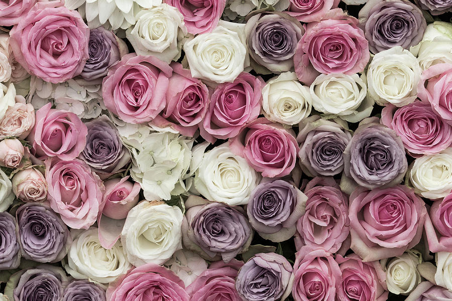 Bức ảnh hoa hồng cổ điển của Chris Smith: Với bức ảnh hoa hồng cổ điển của Chris Smith, bạn sẽ được chiêm ngưỡng vẻ đẹp hoàn hảo của bông hoa hồng cổ điển. Màu sắc tươi sáng và những đường nét tuyệt mỹ sẽ đưa bạn đến một thế giới khác, nơi hoa hồng cổ điển trở thành tâm điểm thu hút mọi ánh nhìn. Nếu bạn yêu thích nhiếp ảnh và vẻ đẹp tuyệt vời của hoa hồng, hãy xem ngay bức ảnh này!