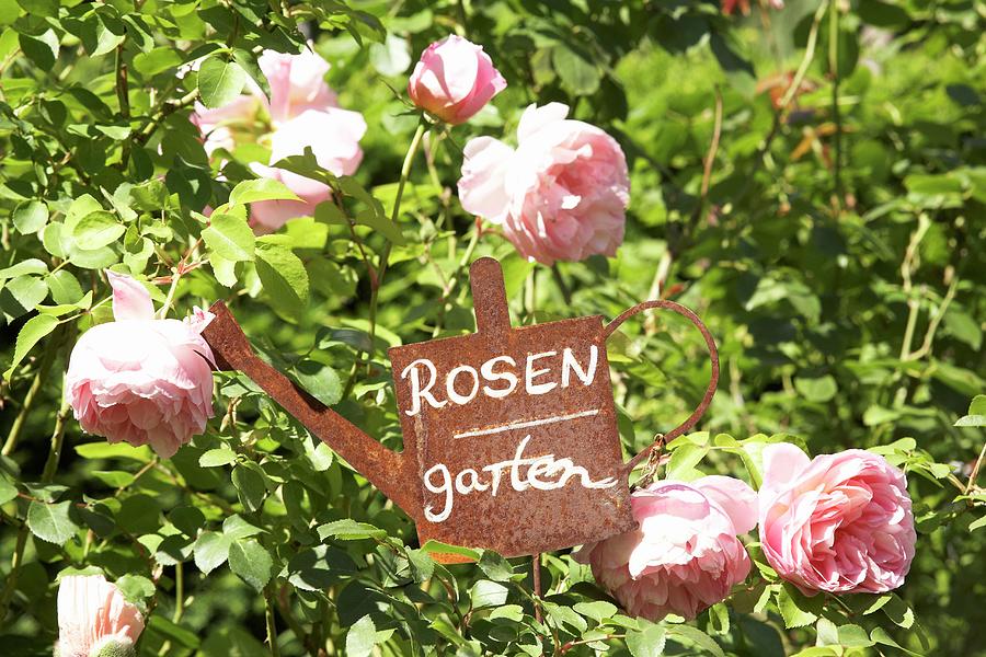 Vintage Rose-garden Sign Amongst Pink Scented Roses Photograph by Heidi Frhlich
