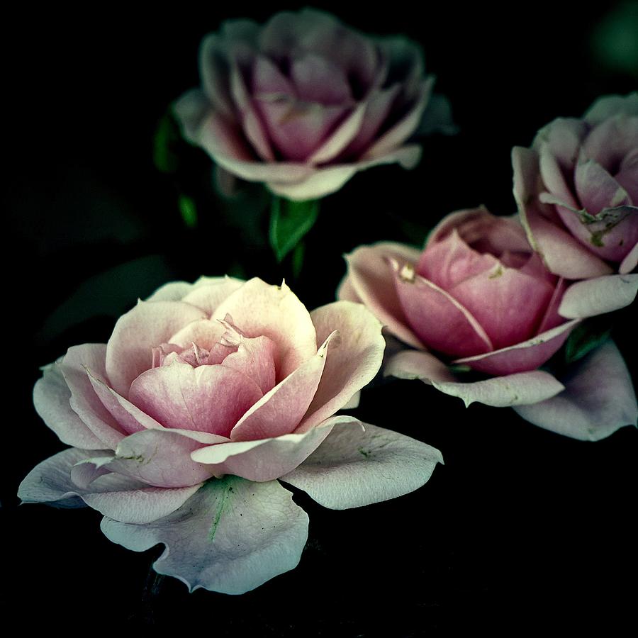 Vintage Roses Photograph by Louise Legresley
