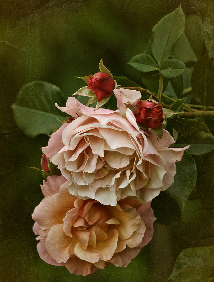 Vintage Roses Photograph by Richard Cummings