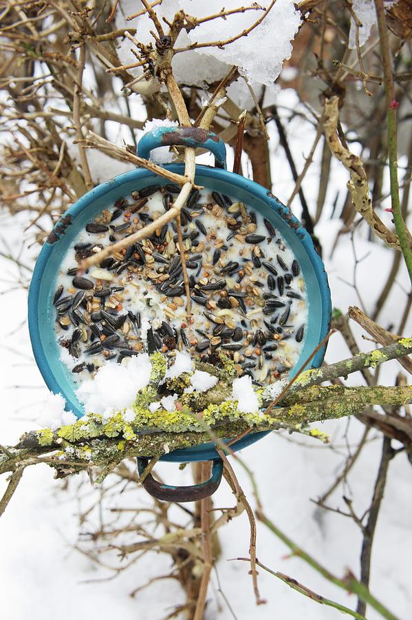Vintage Saucepan Filled With Bird Cake Hung From Snowy Beech Hedge Photograph by Martina Schindler