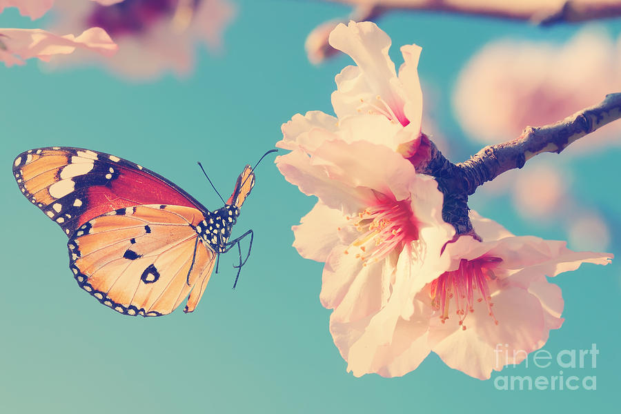 Flora Photograph - Vintage Spring Image With Butterfly And by Protasov An Flora Photograph - Vintage Spring Image With Butterfly And by Protasov An