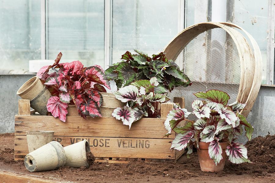Vintage-style Arrangement Of Rex Begonias, Plant Pots, Wooden Crate And Riddle Photograph by Heidi Frhlich