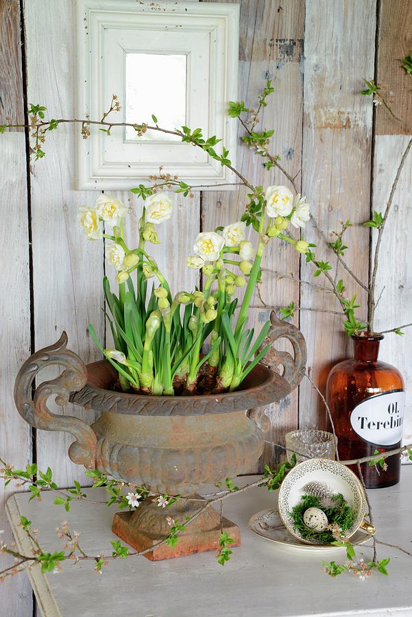Vintage-style Easter Arrangement Of Narcissus In Urn, Vintage Coffee Cup, Moss And Egg Photograph by Revier 51