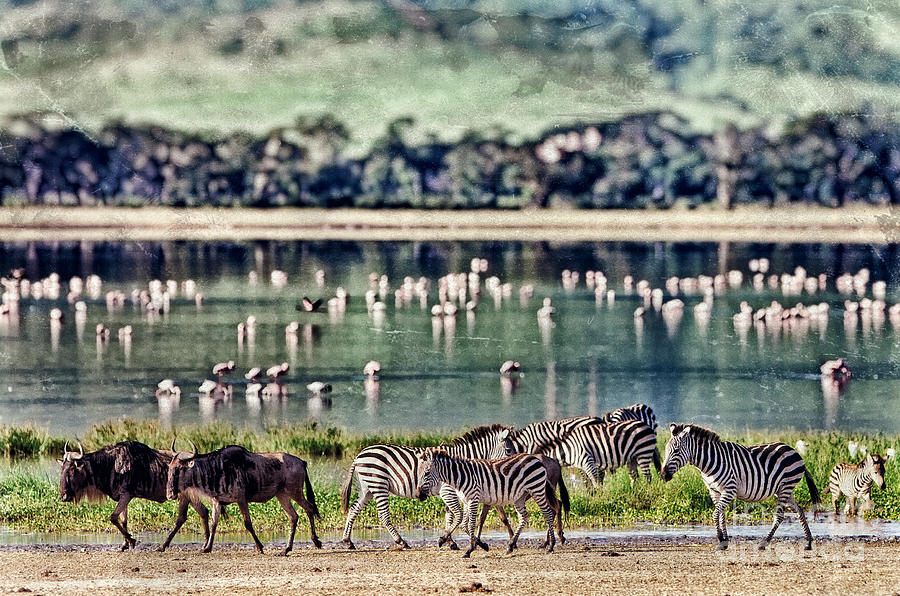 Game Photograph - Vintage Style Image Of Zebras And by Travel Stock Game Photograph - Vintage Style Image Of Zebras And by Travel Stock