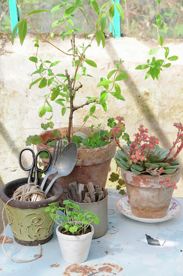 Vintage Utensils And Plants lemon Verbena, Echeveria, Basil Seedlings In Terracotta Pots Photograph by Revier 51