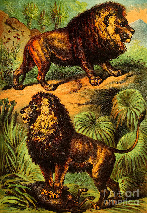 Vintage Victorian African and Asiatic Lions 1880 Painting by Peter Ogden