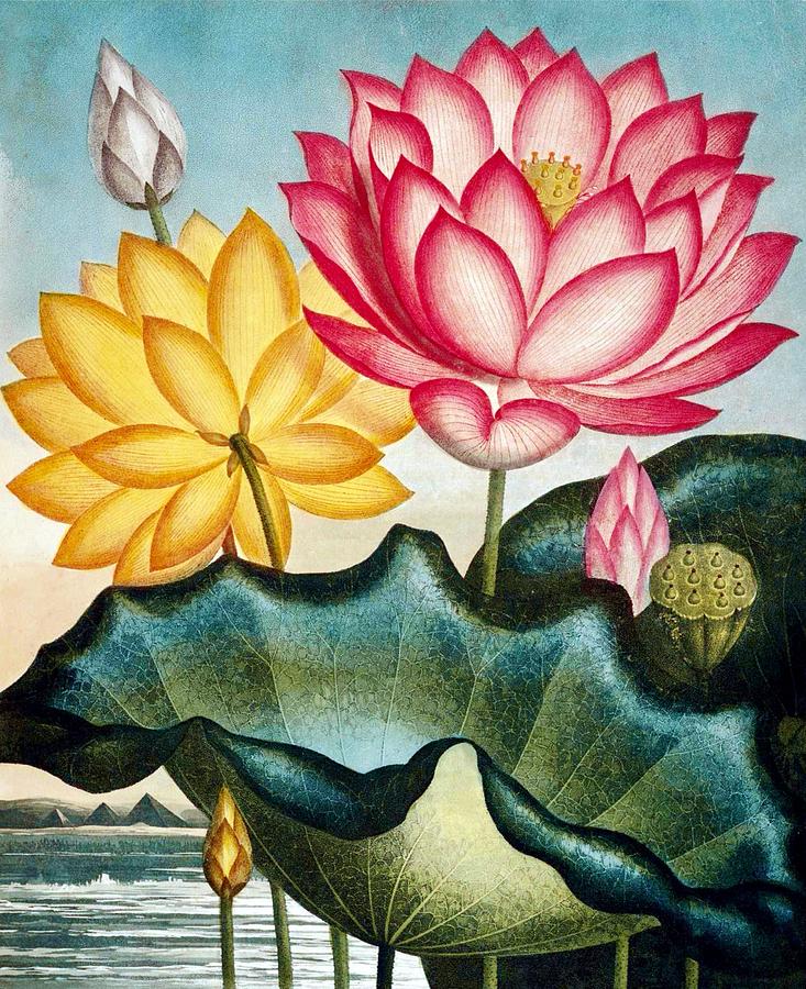 Flower Drawing - Vintage Water Lily Artwork by Steeve. E. Flowers.