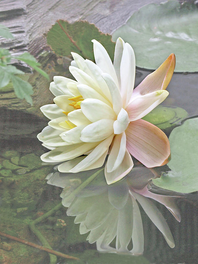 Vintage Water Lily Reflections Photograph by Gill Billington