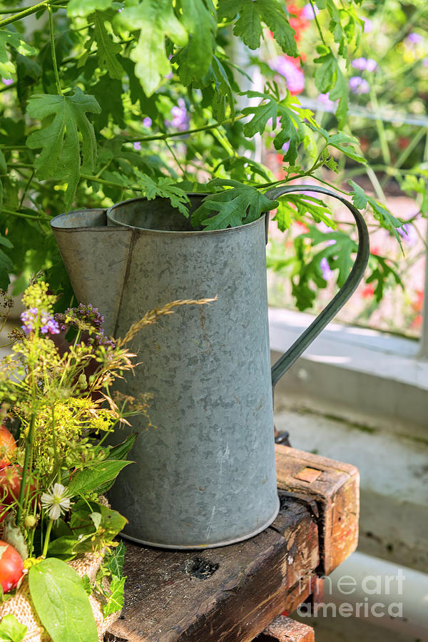 Vintage watering can Photograph by Sophie McAulay