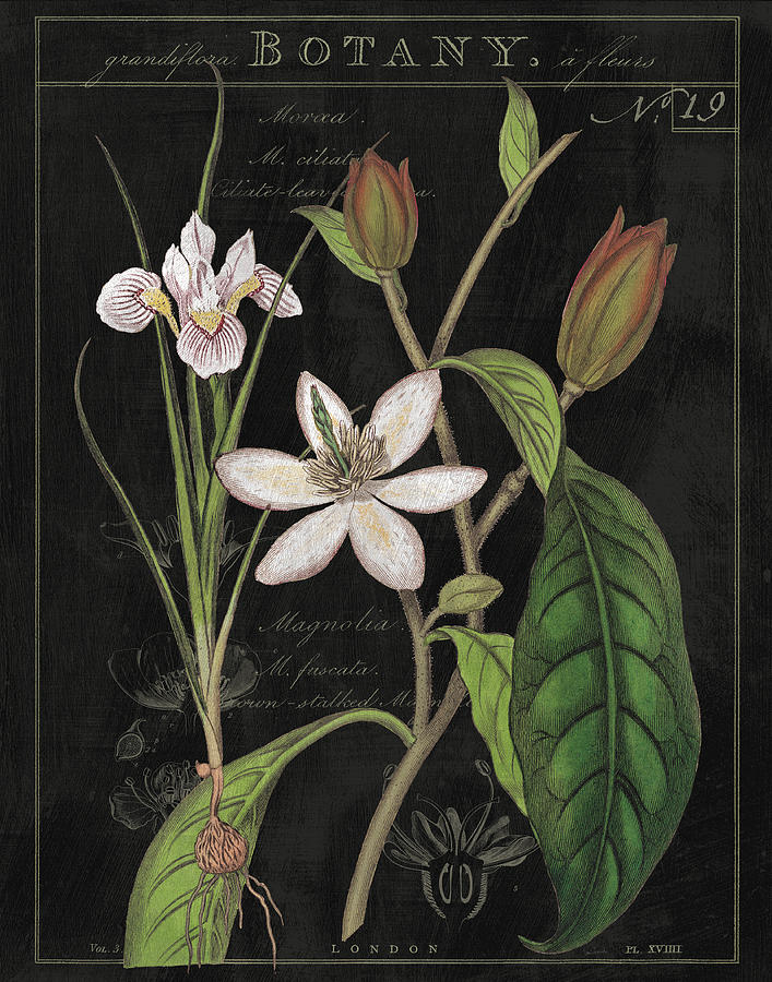 Flower Painting - Vintage White Flora IIi by Sue Schlabach