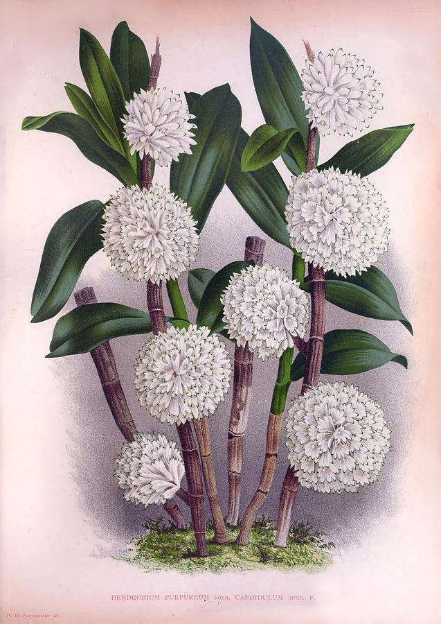 Vintage White Orchid Dendrobrium Purpurem Candidulum Lindenia Collection by Jean Jules Linden Vintage White Orchid Dendrobrium Purpurem Candidulum Lindenia Collection by Jean Jules Linden