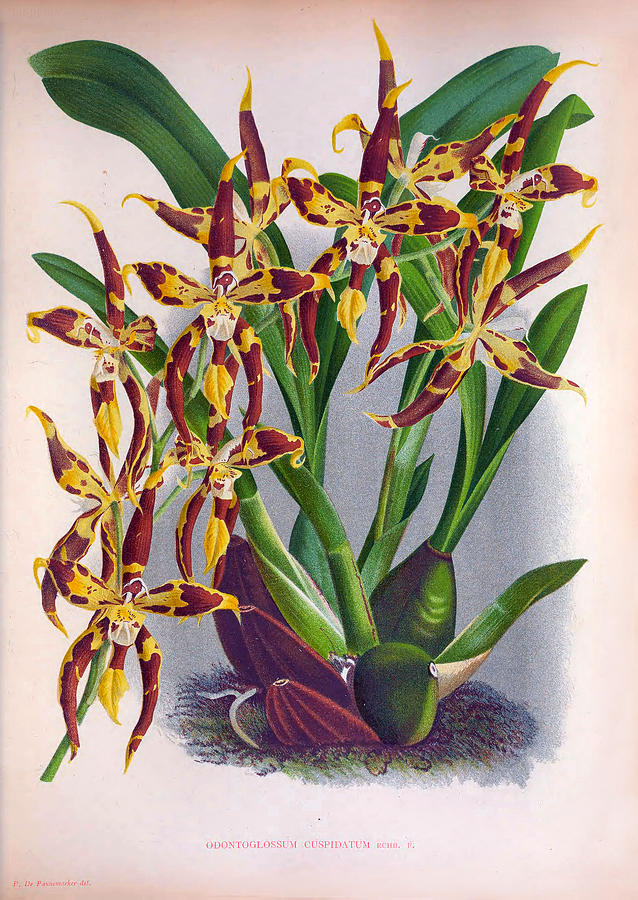 Vintage Wine And Yellow Orchid Odontoglossum Cuspidatum by Jean Jules Linden Vintage Wine And Yellow Orchid Odontoglossum Cuspidatum by Jean Jules Linden