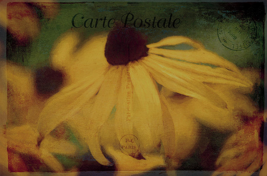 Vintage Yellow Coneflower Post Card Photograph by Maria Angelica Maira