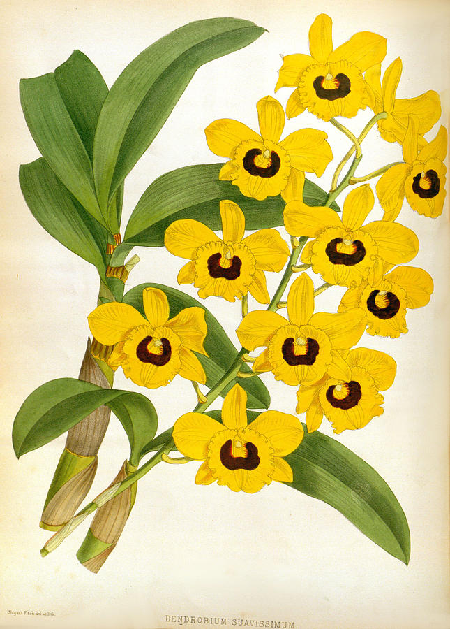 Vintage Dendrobrium Suavissimum Orchids Lindenia Collection by Jean Jules Linden Vintage Dendrobrium Suavissimum Orchids Lindenia Collection by Jean Jules Linden