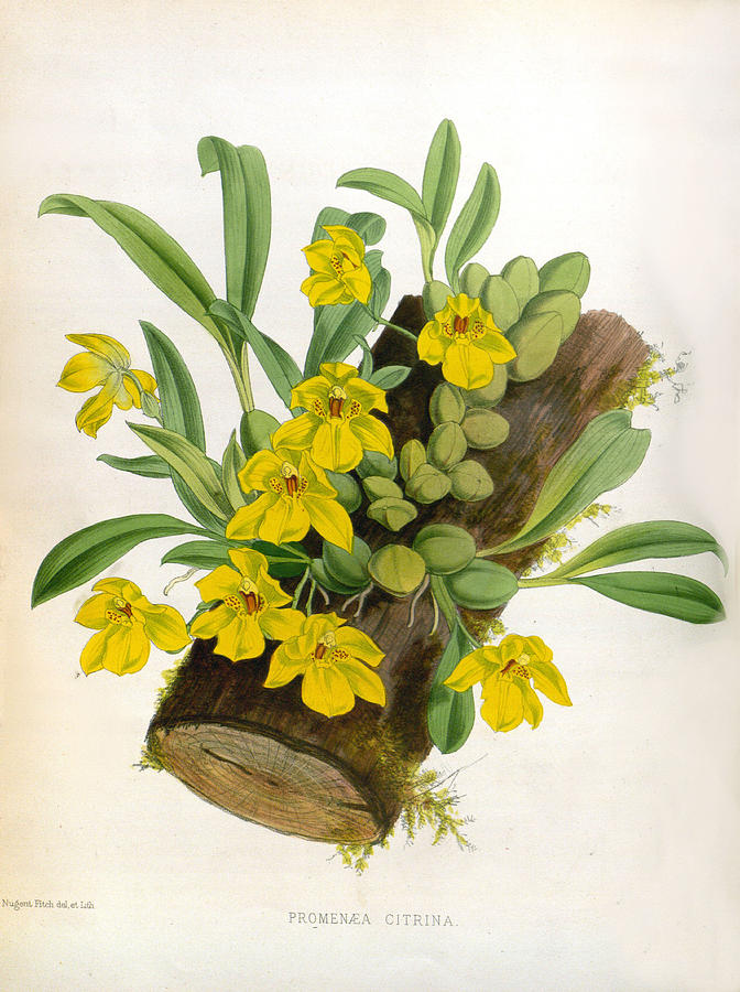 Promenaea Citrina Vintage Yellow Orchids by Jean Jules Linden Promenaea Citrina Vintage Yellow Orchids by Jean Jules Linden