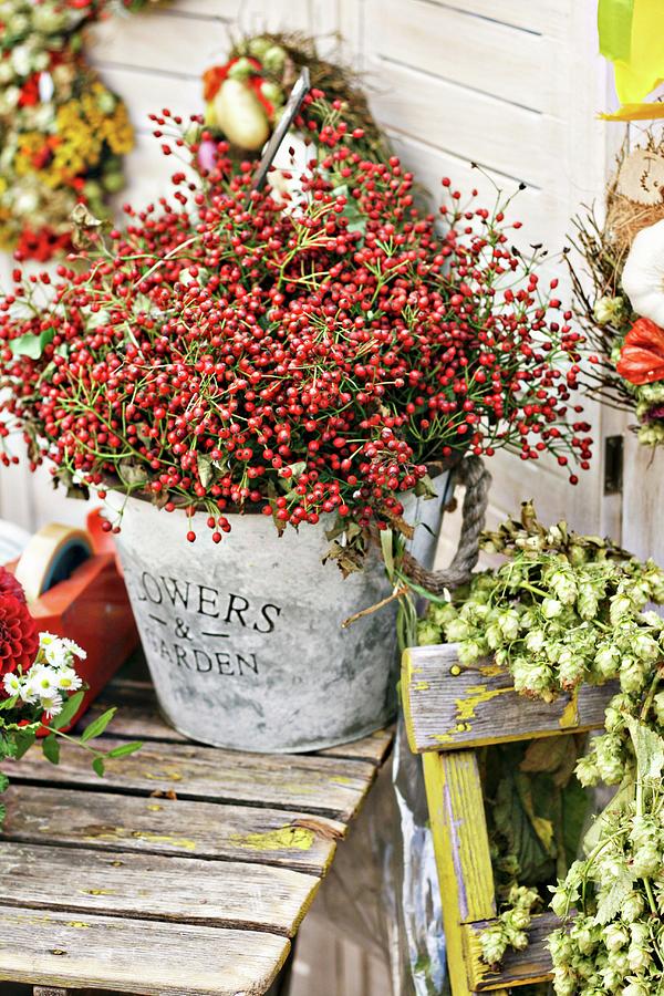 Vintage Zinc Bucket Of Red Autumn Berries With Hops In Foreground Photograph by Alexandra Panella