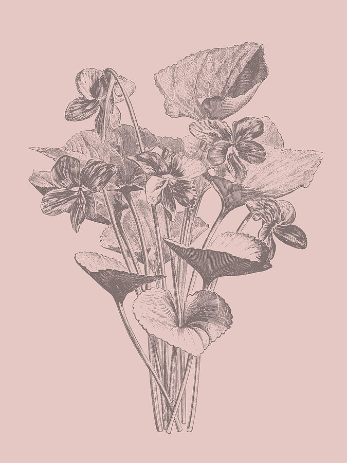 Flower Mixed Media - Viola Cucullate Blush Pink Flower by Naxart Studio